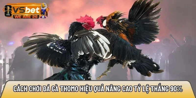 Cách chơi đá gà Thomo hiệu quả nâng cao tỷ lệ thắng 90% 3 Cách chơi đá gà Thomo